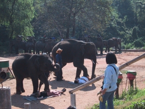 elephant_massage